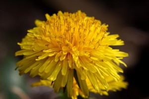 Dandelion Flower Close Up - Free High Resolution Photo