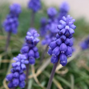 Grape Hyacinth Flowers Close Up - Free High Resolution Photo