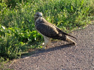 Immature Swainson's Hawk - Free High Resolution Photo