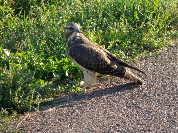 Immature Swainson's Hawk - Free High Resolution Photo