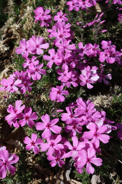 Pink Creeping Phlox - Free High Resolution Photo