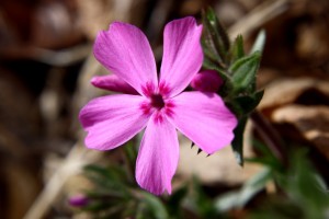 Pink Phlox Flower Close Up - Free High Resolution Photo