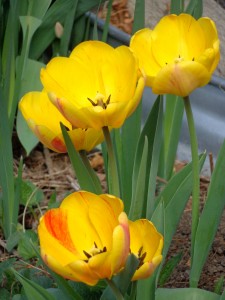 Yellow Flame Tulips - Free High Resolution Photo
