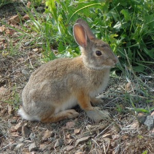 Cottontail Rabbit - Free High Resolution Photo