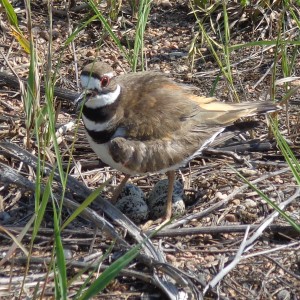 Killdeer Bird Guarding Eggs - Free High Resolution Photo