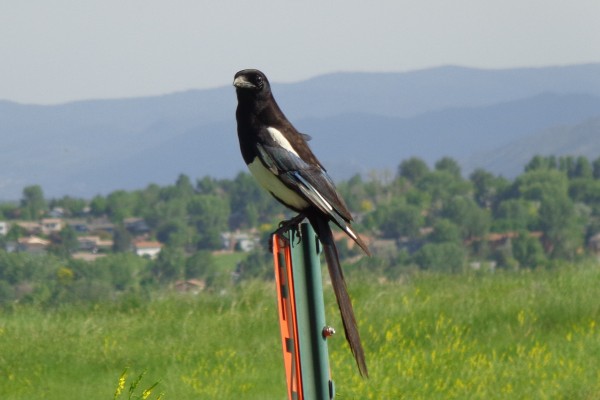 Magpie Bird Perched on Metal Fence Post - Free High Resolution Photo