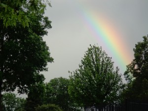 Rainbow Through Trees - Free High Resolution Photo
