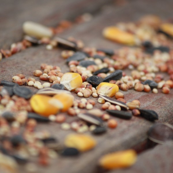 Birdseed Scattered on Deck Boards - Free High Resolution Photo