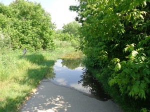 Flooded Path - Free High Resolution Photo