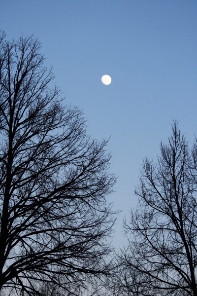 Moon and Winter Tree Branches - Free High Resolution Photo