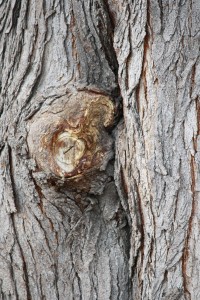 Tree Trunk with Knot - Free High Resolution Photo