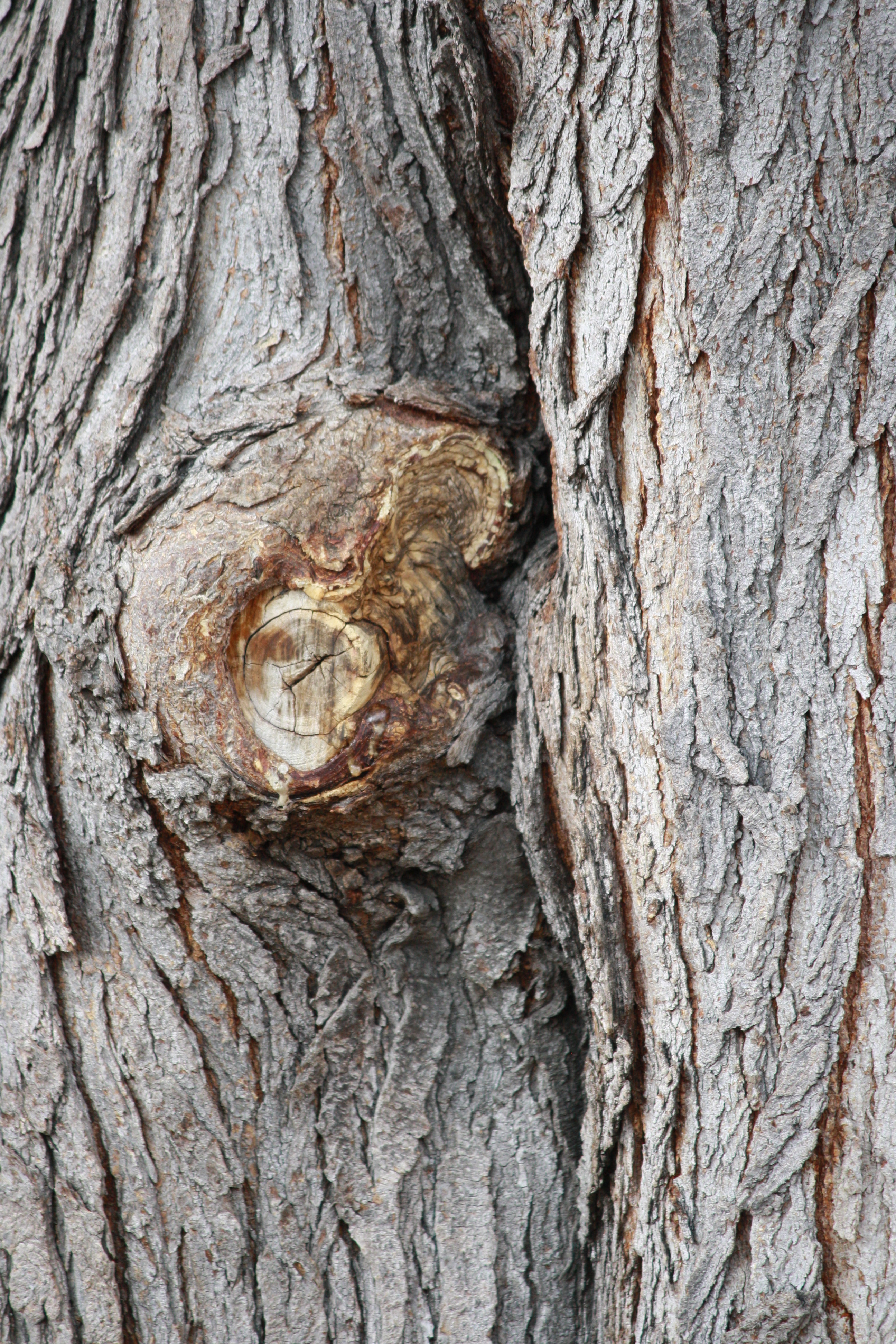 Tree Trunk With Knot Picture Free Photograph Photos Public Domain Images, Photos, Reviews