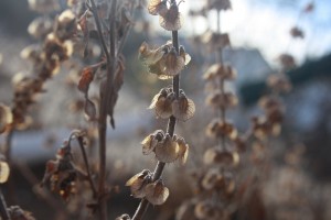 Stalks of Dried Basil Seeds - Free High Resolution Photo