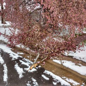 Crabapple Tree Damaged by Spring Snow - Free High Resolution Photo