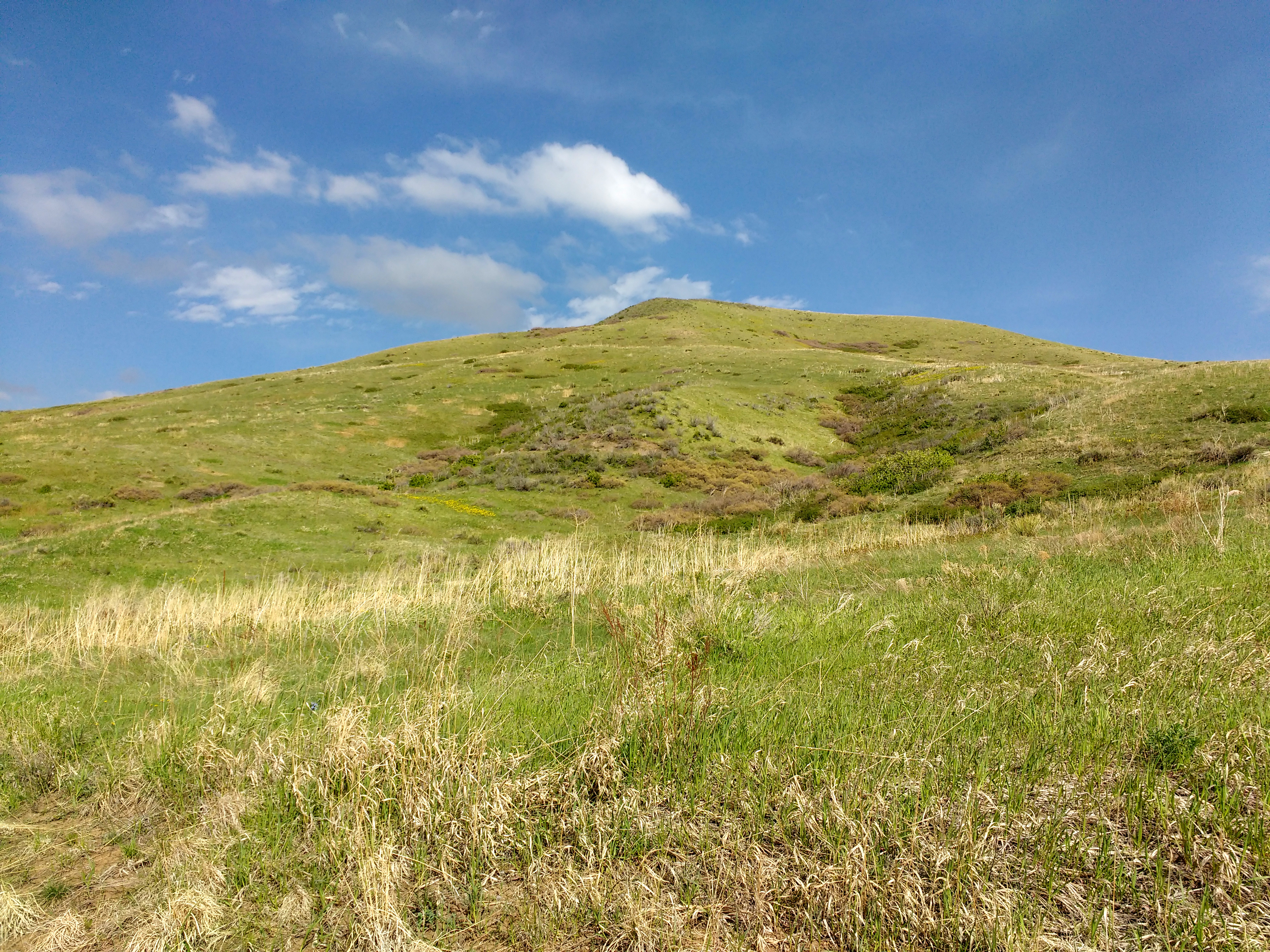 Green Hill Grass Texture