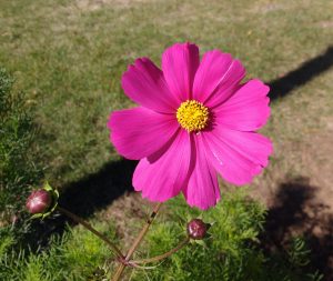 Pink Cosmos Flower - Free High Resolution Photo