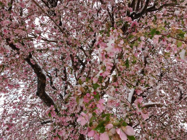 Snow on Pink Crabapple Blossoms - Free High Resolution Photo