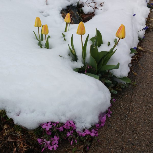 Spring Flowers Covered in Snow - Free High Resolution Photo