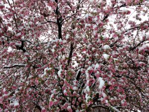 Spring Snow on Pink Crabapple Tree