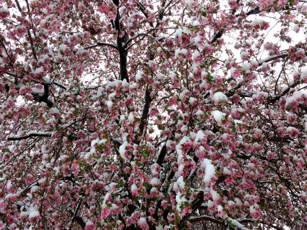 Spring Snow on Pink Crabapple Tree