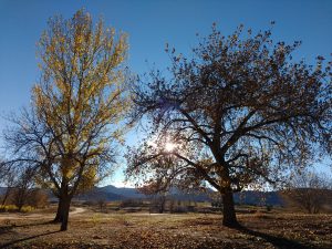 Sun Through Autumn Trees - Free High Resolution Photo