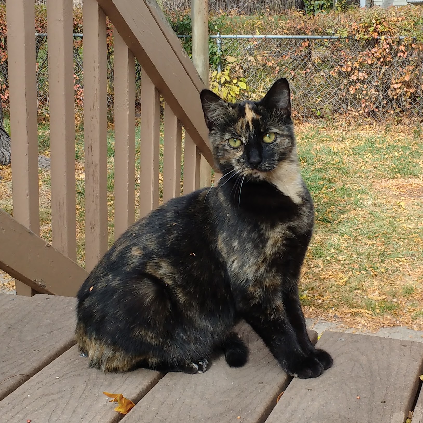 Tortoiseshell Cats → Facts, Lifespan And Pictures