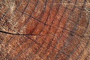 Tree Rings Closeup Texture - Free High Resolution Photo