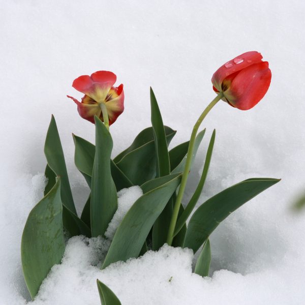 Tulips in Snow - Free High Resolution Photo