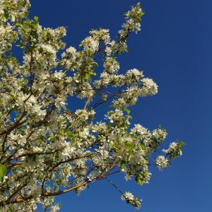 White Crabapple in Bloom - Free High Resolution Photo