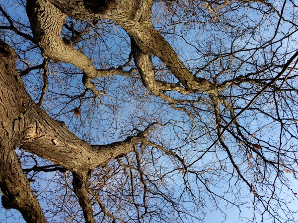 Winter Tree Branches From Below - Free High Resolution Photo