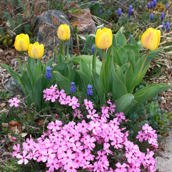 Yellow Tulips Pink Phlox and Grape Hyacinth - Free High Resolution Photo