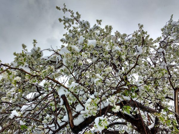 Spring Snow on White Blossoms - Free High Resolution Photo