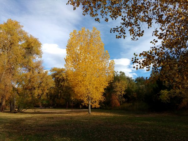 Autumn Tree with Golden Leaves - Free High Resolution Photo