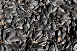 Black Sunflower Seeds Close Up - Free High Resolution Photo