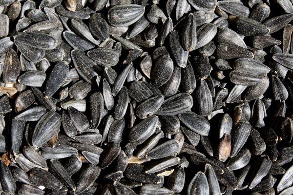 Black Sunflower Seeds Close Up - Free High Resolution Photo