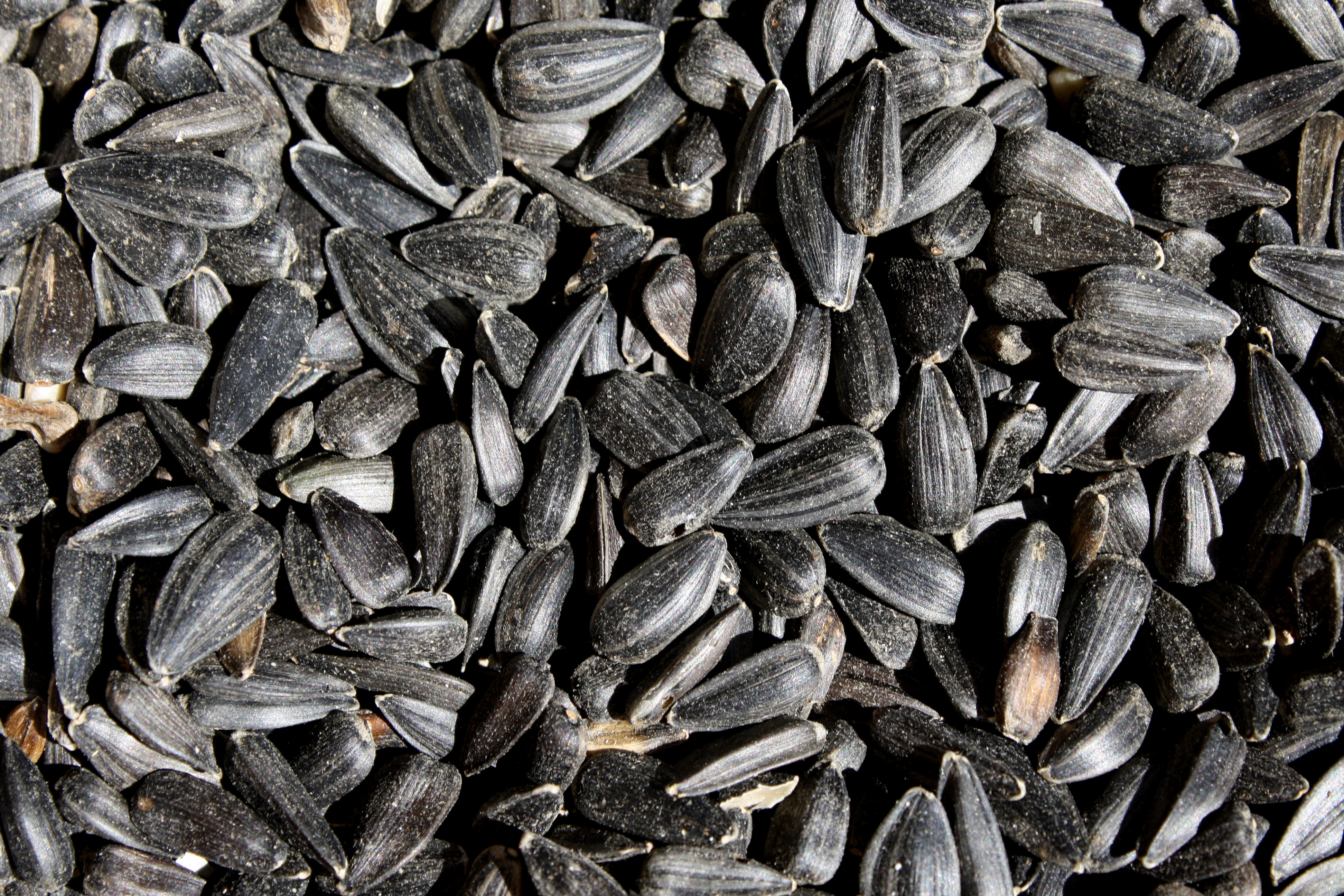 Black Sunflower Seeds Close Up Picture | Free Photograph ...