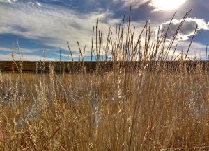 Dry Fall Prairie Grass Close Up - Free High Resolution Photo