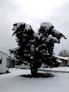 Evergreen Tree Weighed Down with Heavy Spring Snow - Free High Resolution Photo