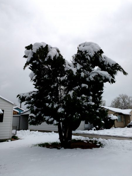 Evergreen Tree Weighed Down with Heavy Spring Snow - Free High Resolution Photo