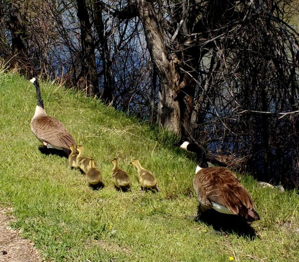 Family of Geese - Free Photo