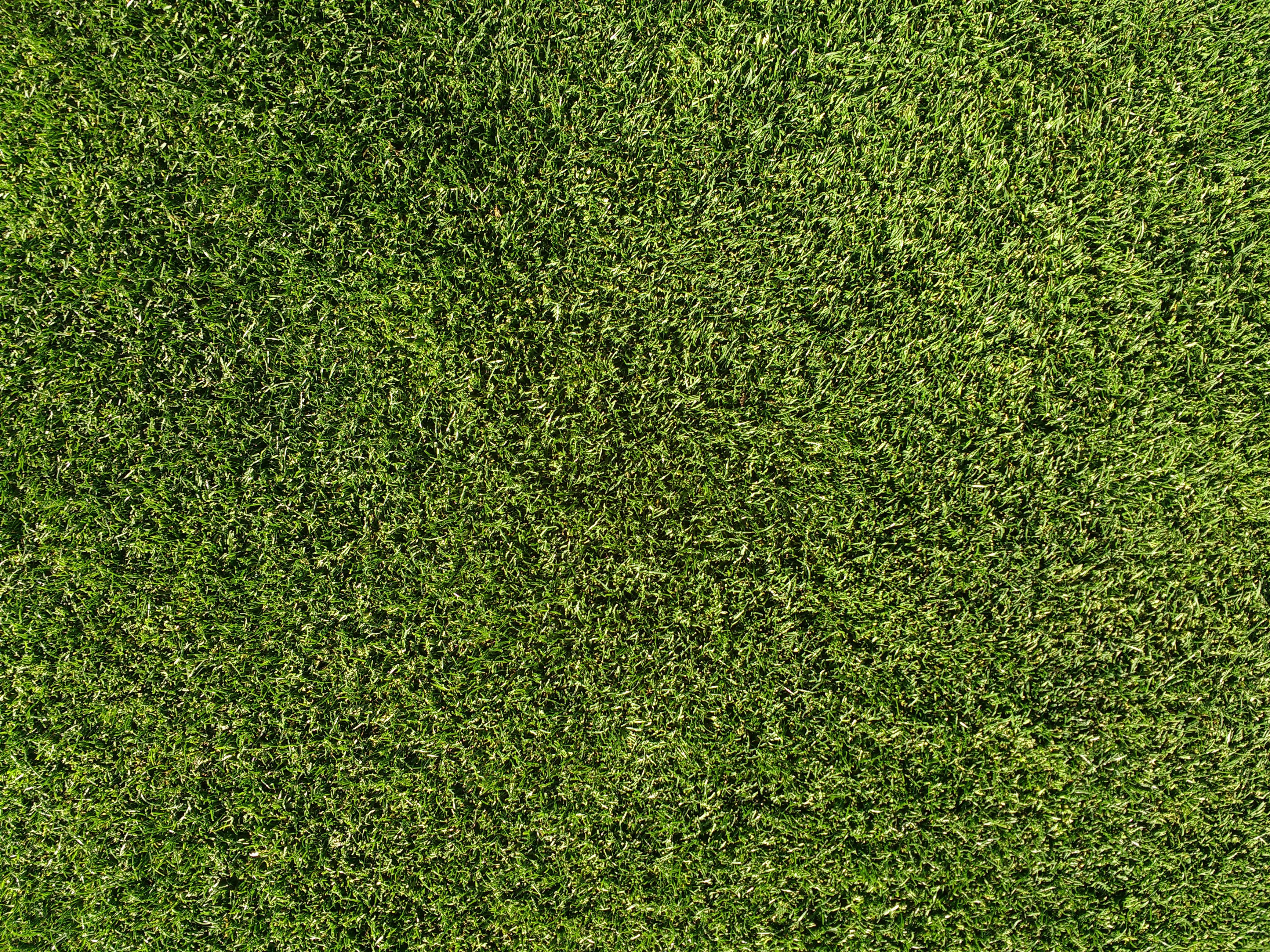 Grass Lawn Texture Picture Free Photograph Photos Public Domain 