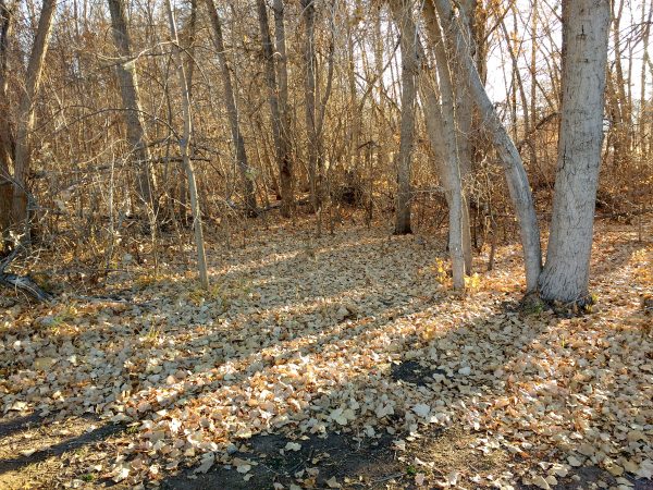 Grove of Trees in Late Fall - Free High Resolution Photo