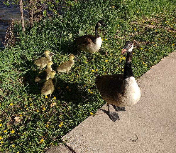 Hissing Goose Protecting Goslings - Free High Resolution Photo