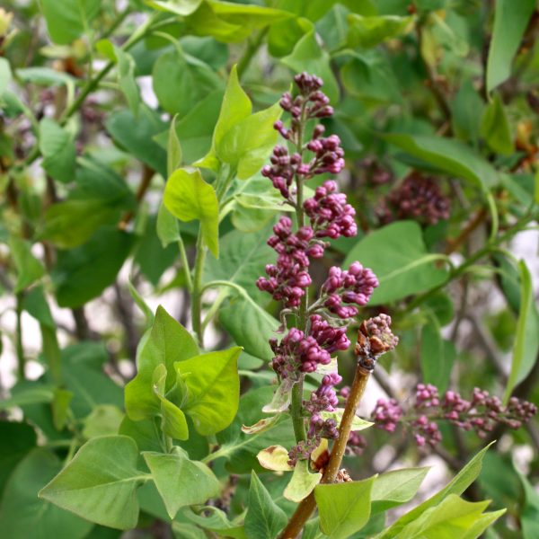 Purple Lilacs About to Open - Free High Resolution Photo