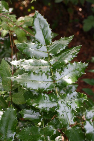 Raindrops on Holly Leaves - Free High Resolution Photo