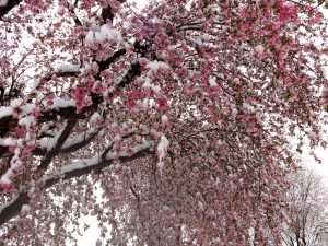 Snow on Blooming Crabapple Tree - Free High Resolution Photo