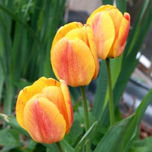 Three Yellow Flame Tulips - Free High Resolution Photo