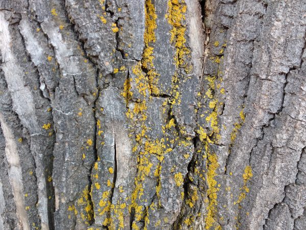Yellow Lichen on Bark of Tree Trunk - Free High Resolution Photo