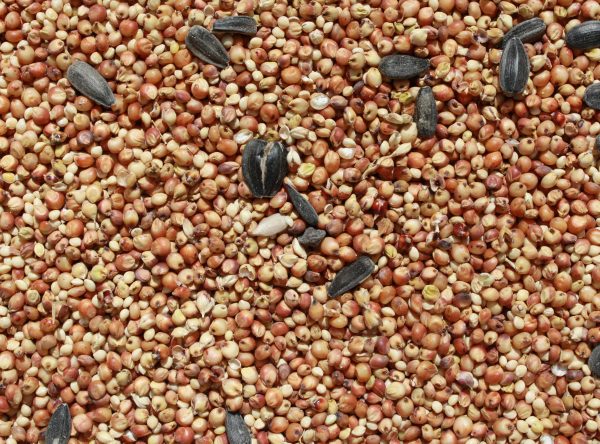 Birdseed Texture - Free High Resolution Photo