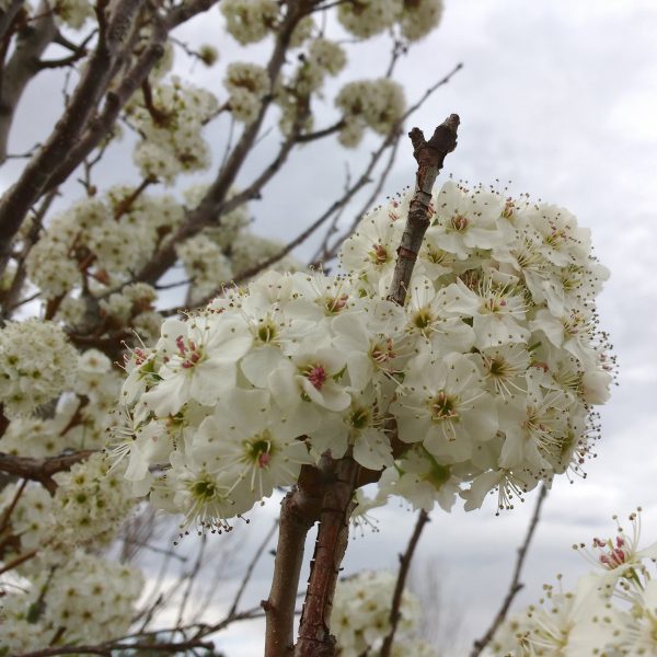 Cluster of White Blossoms - Free High Resolution Photo